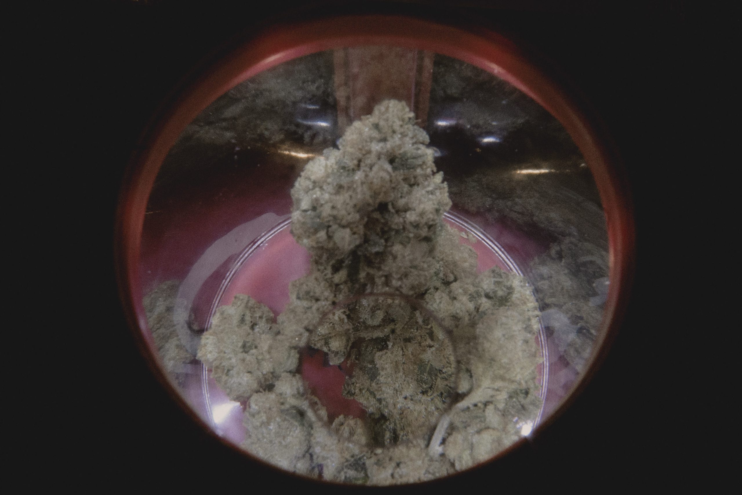 chongs-choice-flower